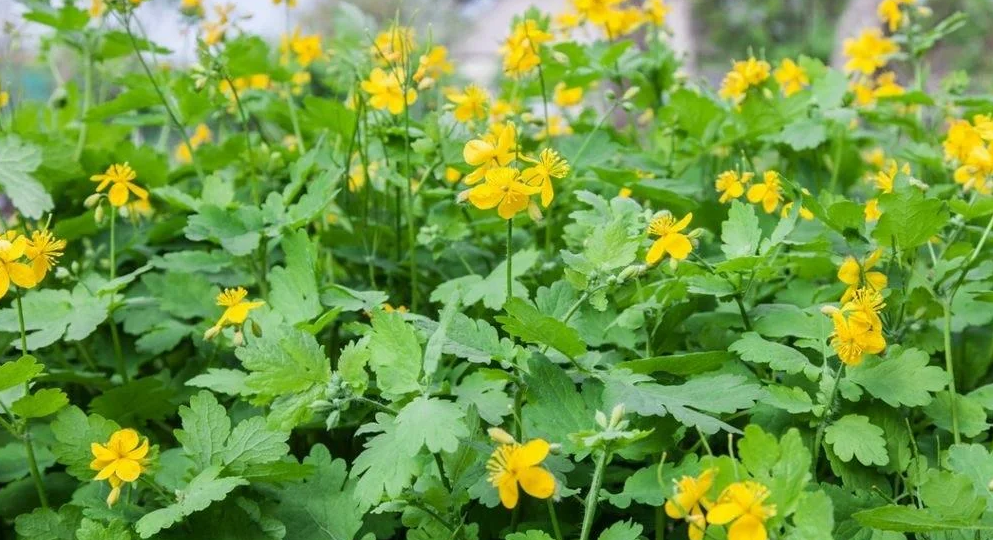 Ядовитый, но ставит на колени большинство пчелиных вредителей! Вся правда о чистотеле, которую нужно знать каждому пчеловоду.