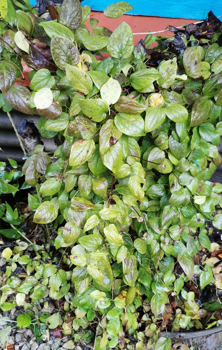    Клематис перед зимовкой