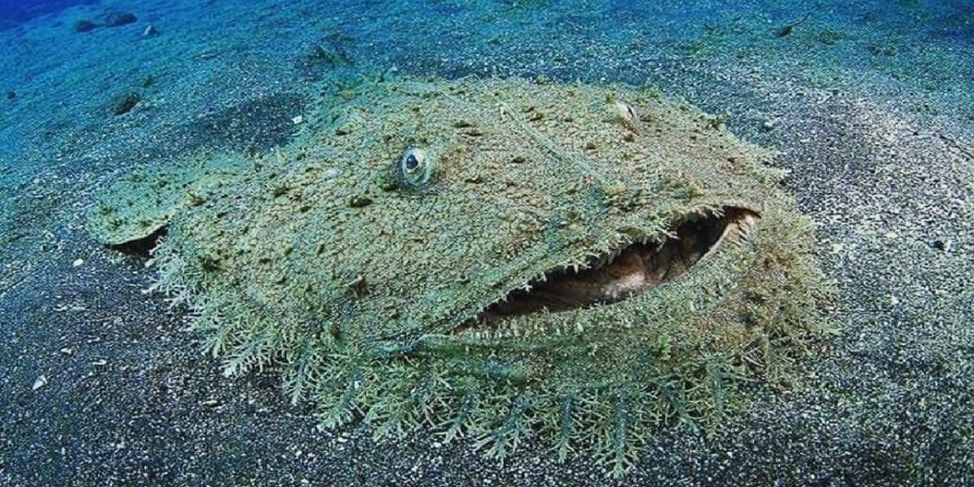 Европейский чёрт: Кого мы едим? Хищный ковёр на дне океана, но он никогда не продаётся с головой