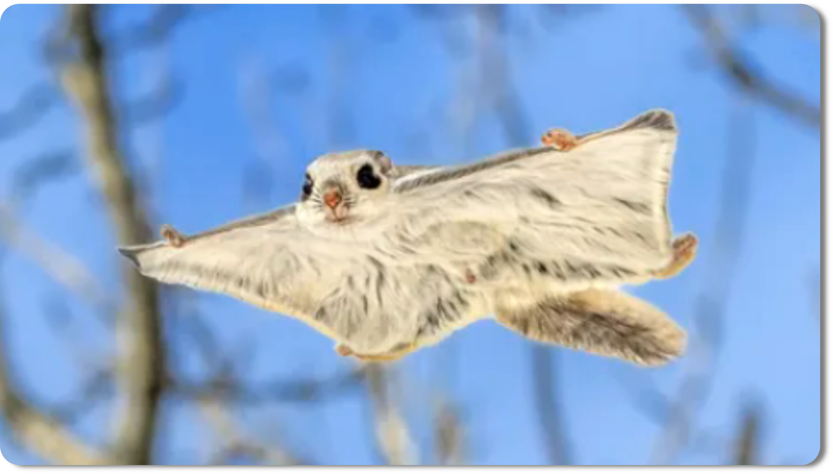 Белка-летяга - удивительный грызун, единственный представитель летяг в России, известный своими "полётами" между деревьями