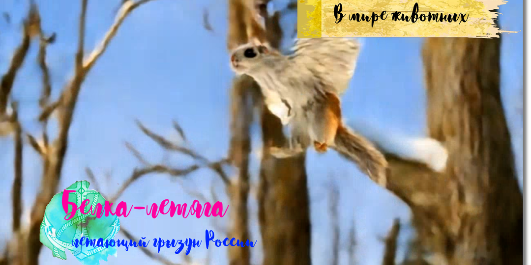 Интересные факты о белке-летяге: Летающий грызун России