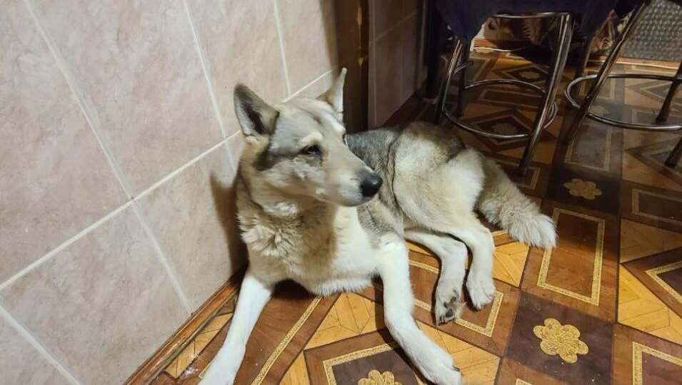 😢 Душевнобольные "спасатели": еще одна "собачья" проблема