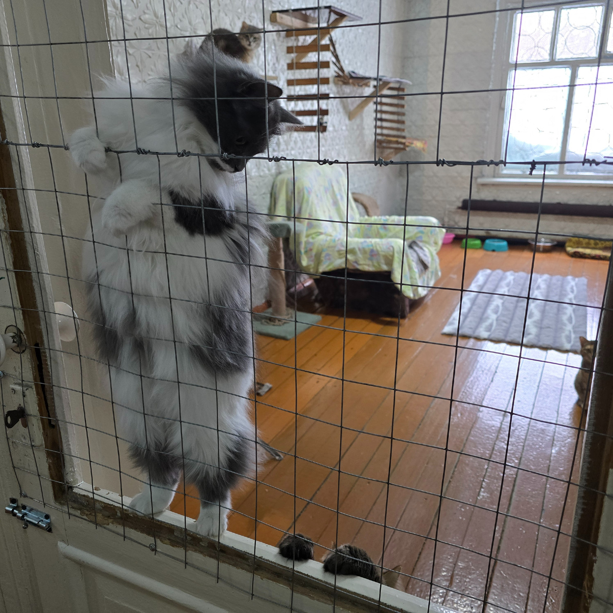 Алиса демонстрирует акробатические навыки на дверце