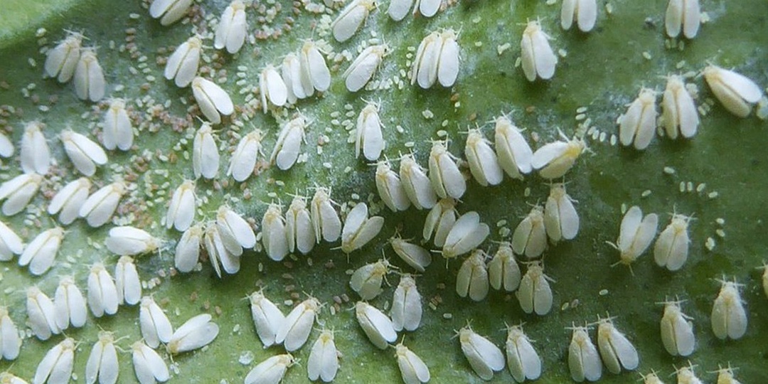 Белокрылку с растений убираю за 100р и без мороки: дома, в теплице и огороде