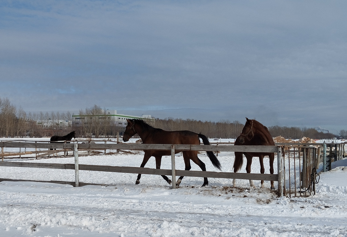Новосибирский ипподром