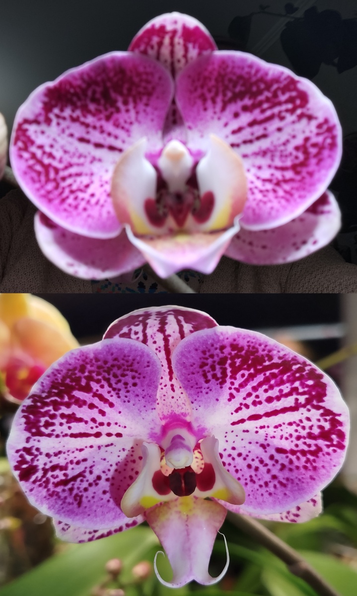 Photo Орхидея фаленопсис Спутник Sputnik волшебство раскрытия цветка