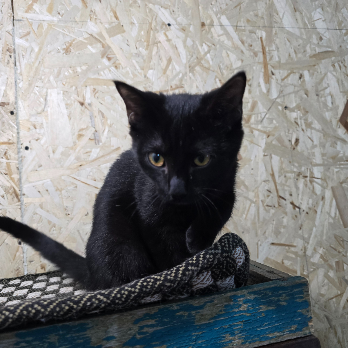 золотые глаза полные тихой грусти