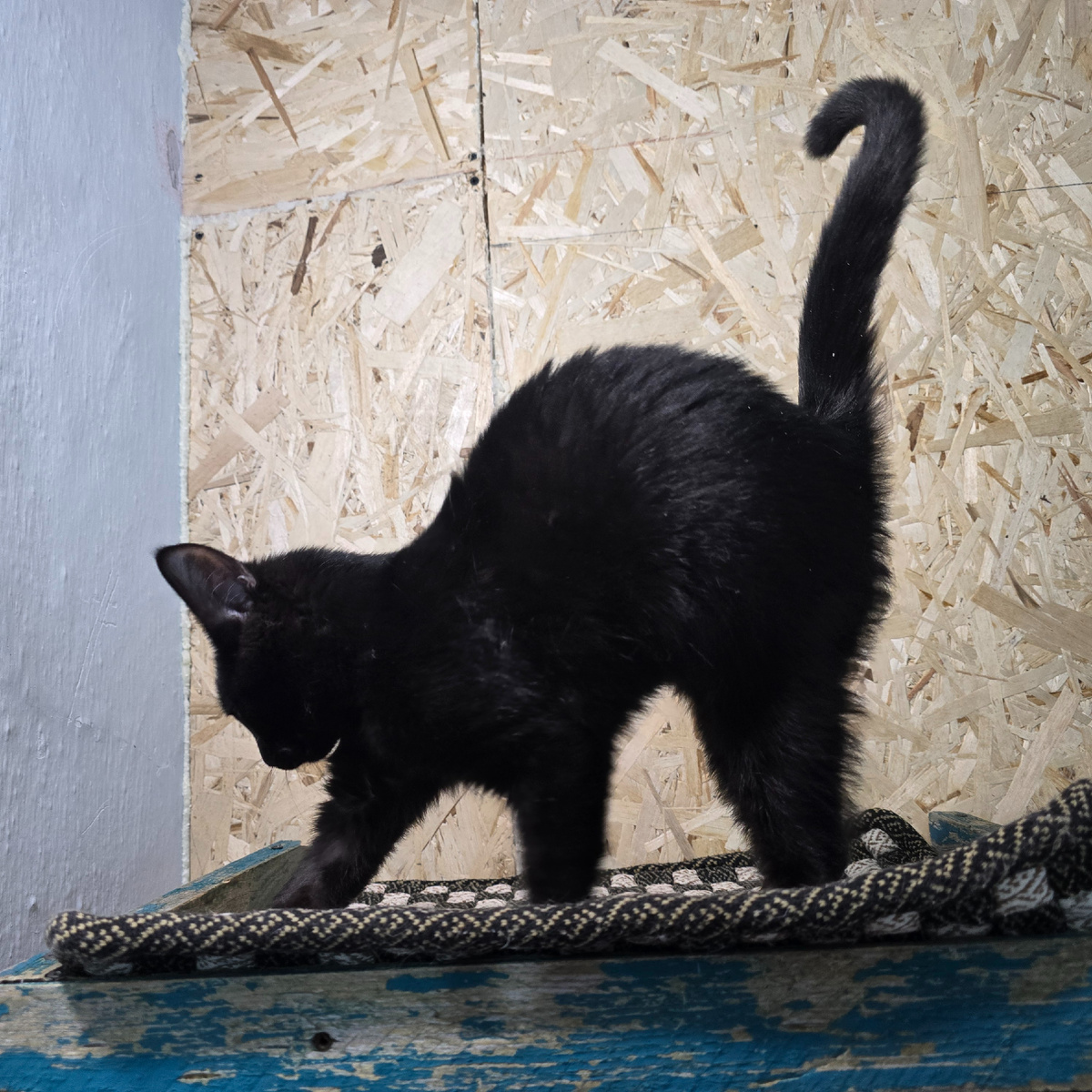 изящная тень исследует мир коврика