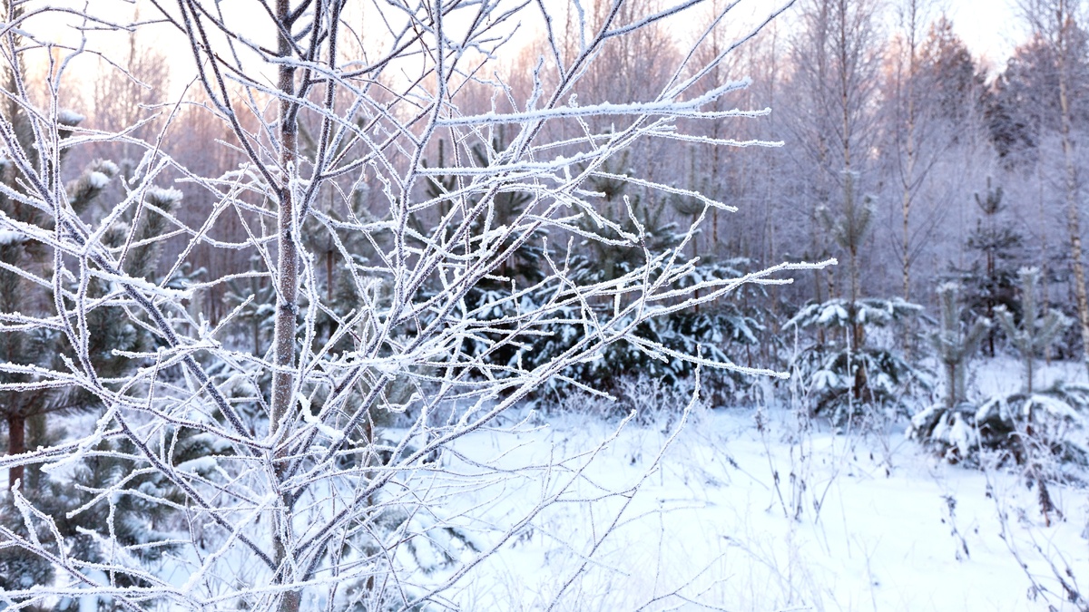    МЧС просит югорчан быть осторожными из-за аномальных морозов в восточной части округа