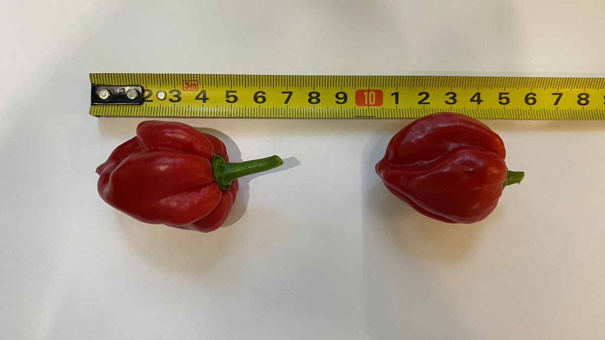 Алый - значит красивый! А в нашем случае еще и вкустный, и ароматный.