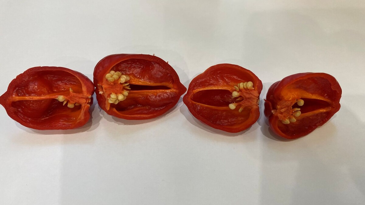 Как экзотические цветы