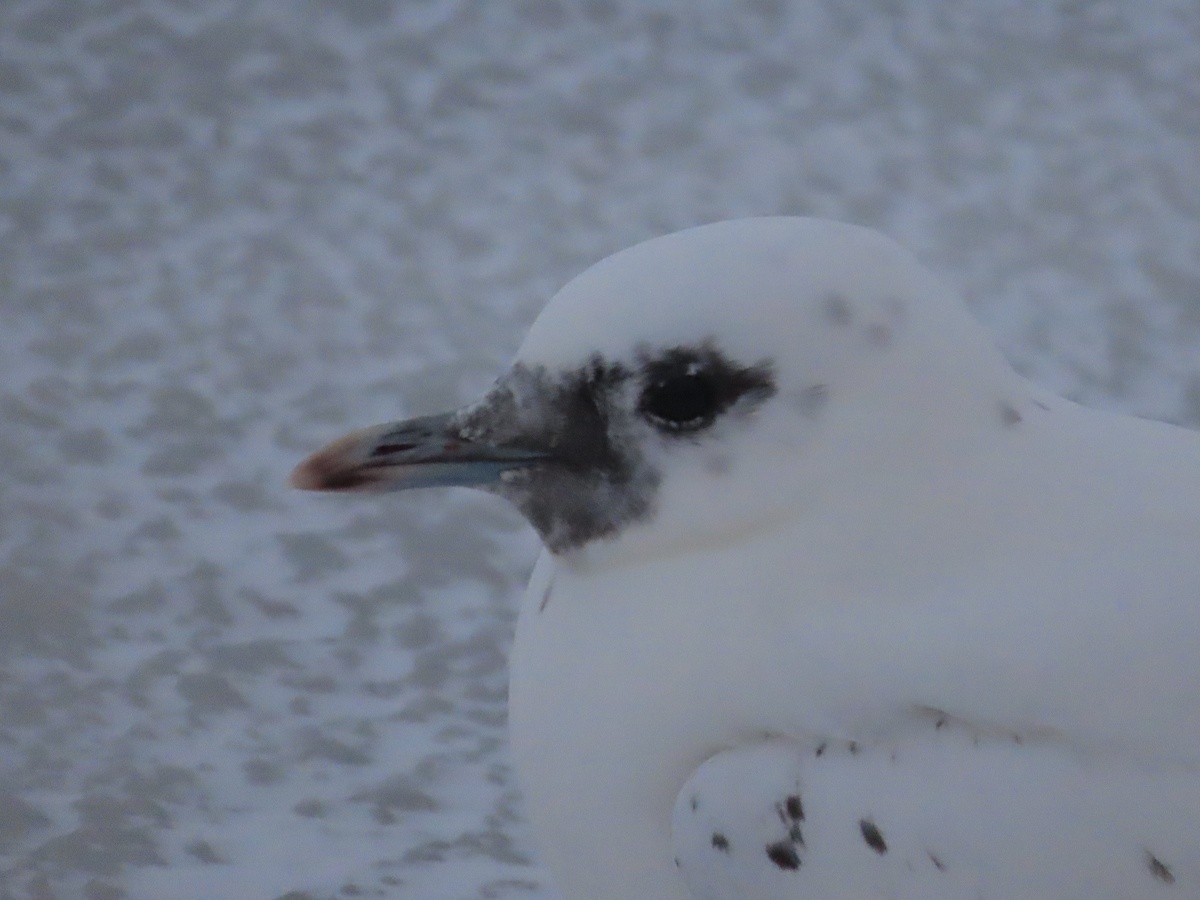    Вадим Волков