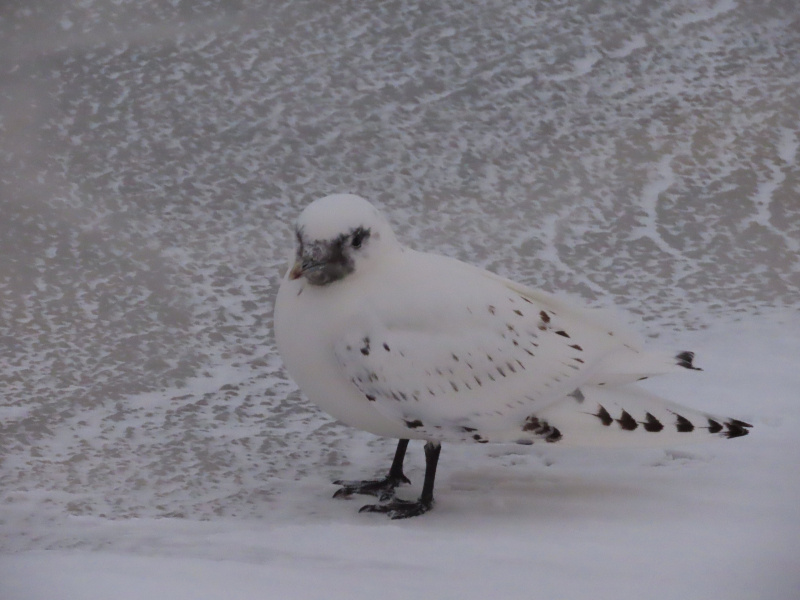    Краснокнижная белая чайка прилетела в КарелиюВадим Волков
