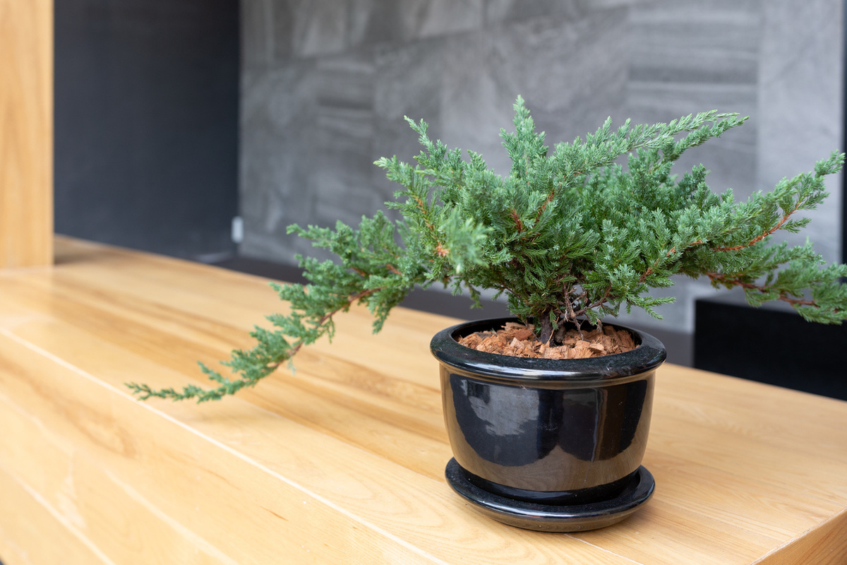    Любителям комнатных растений вполне под силу справиться с этой довольно непростой задачей