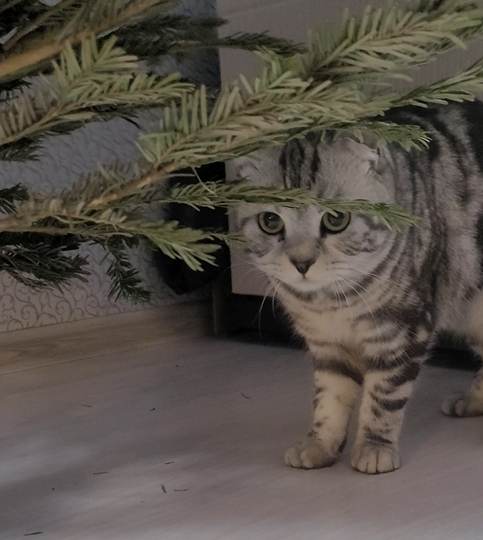 Почему кошки валяют ёлки