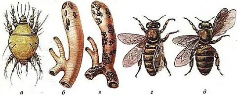 Акарапидоз (трахейный клещ)