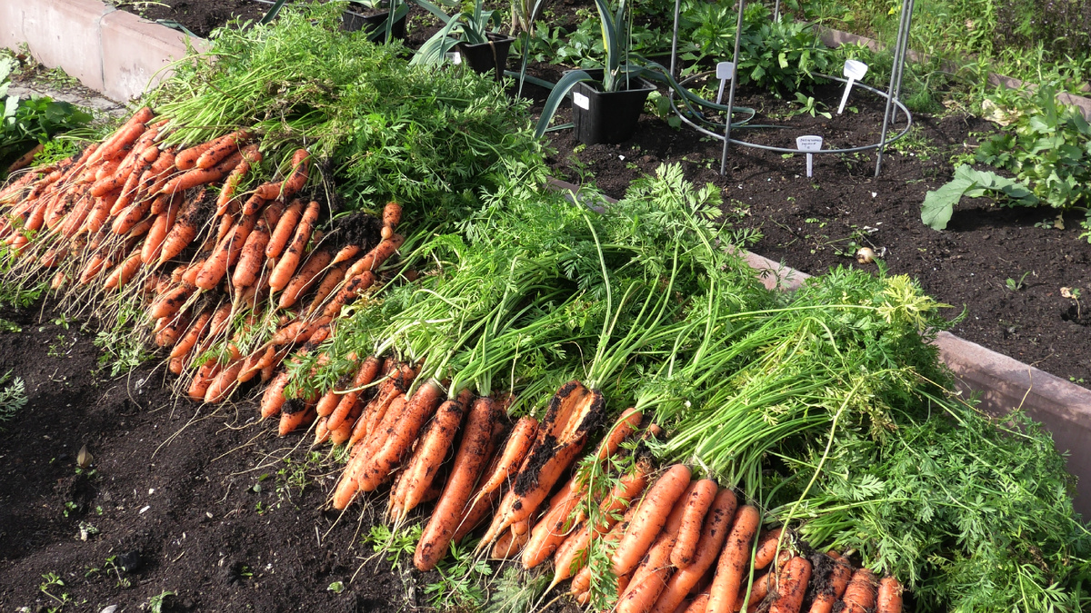 Морковь Нанте урожай прошлого года