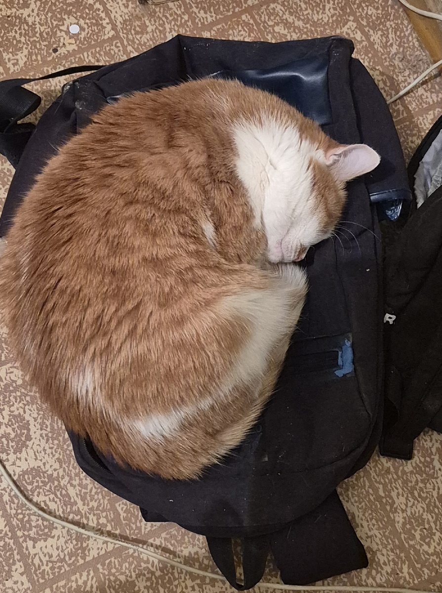 спит на рюкзаке