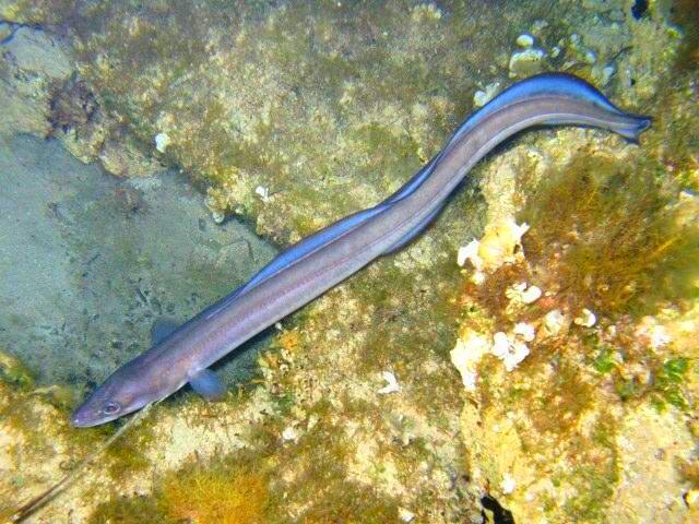 Морской угорь.