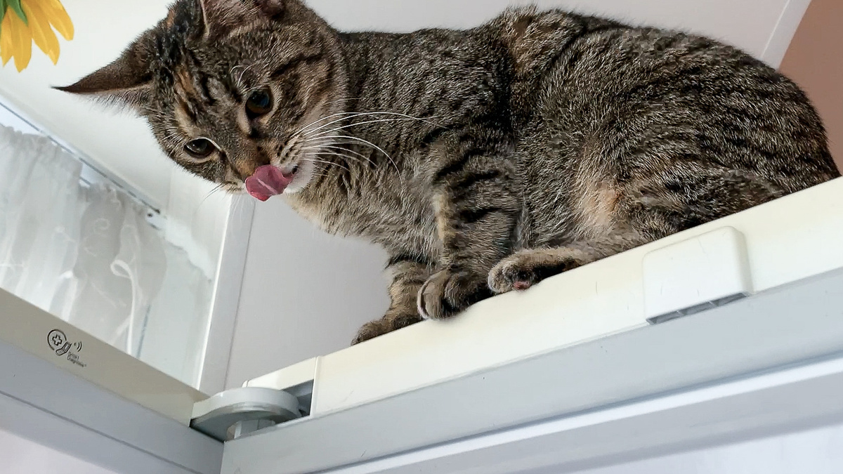 "Что там у вас вкусненького?"