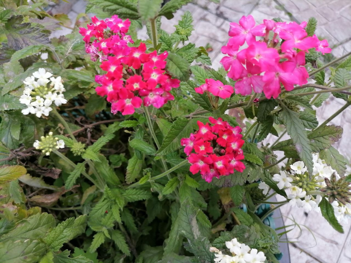 Вербена Кварц, фото автора