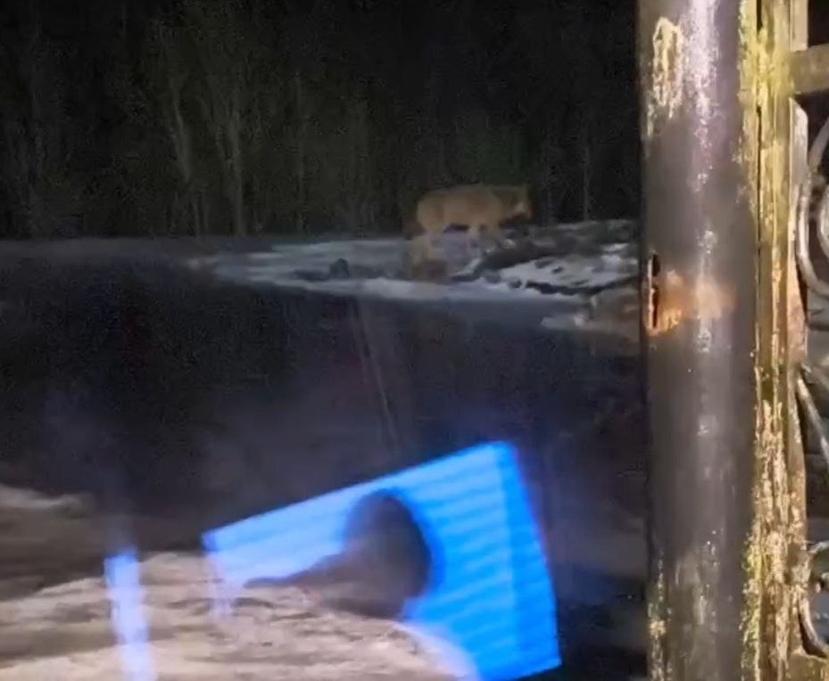    фото: © скриншот видео