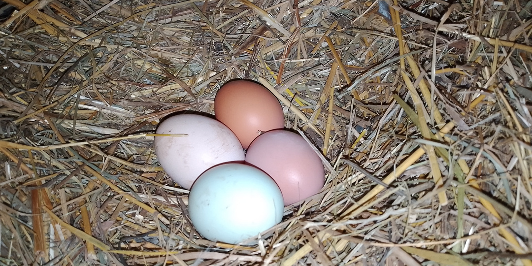 Рацион моих кур зимой