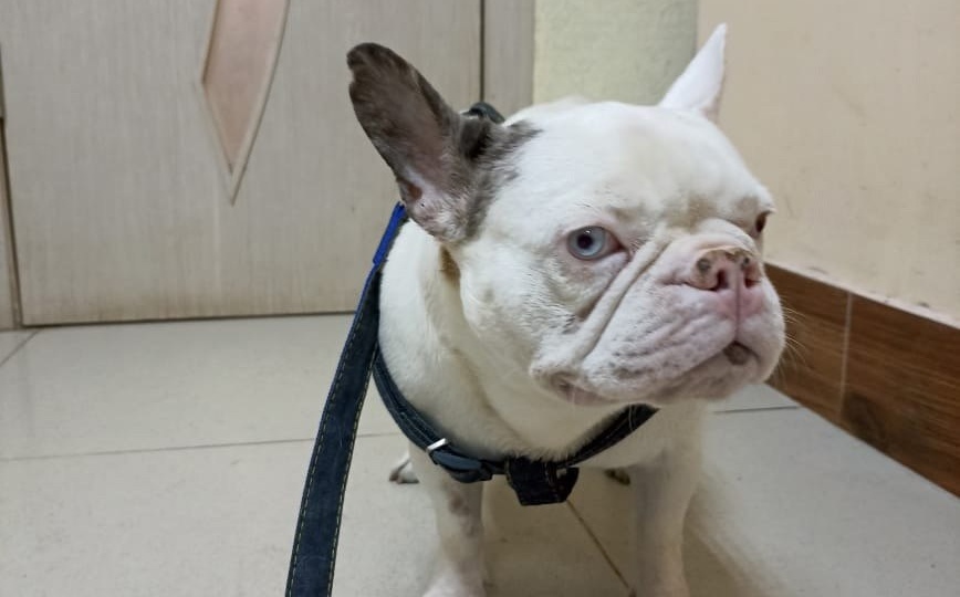 Малышка #Галактика@frenchbull_help ищет дом