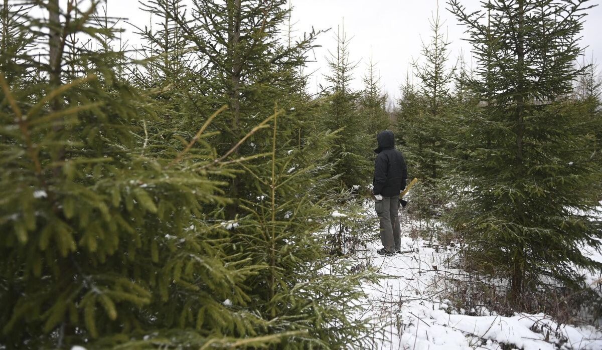     Выбор ели. Источник: © РИА Новости Автор фото: Григорий Сысоев