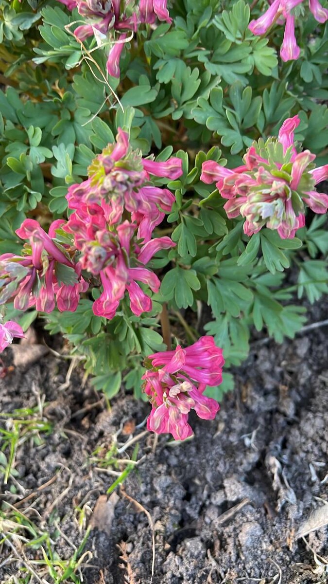 Анна Тверская