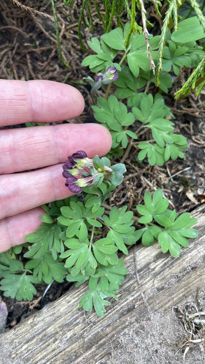 Анна Тверская 