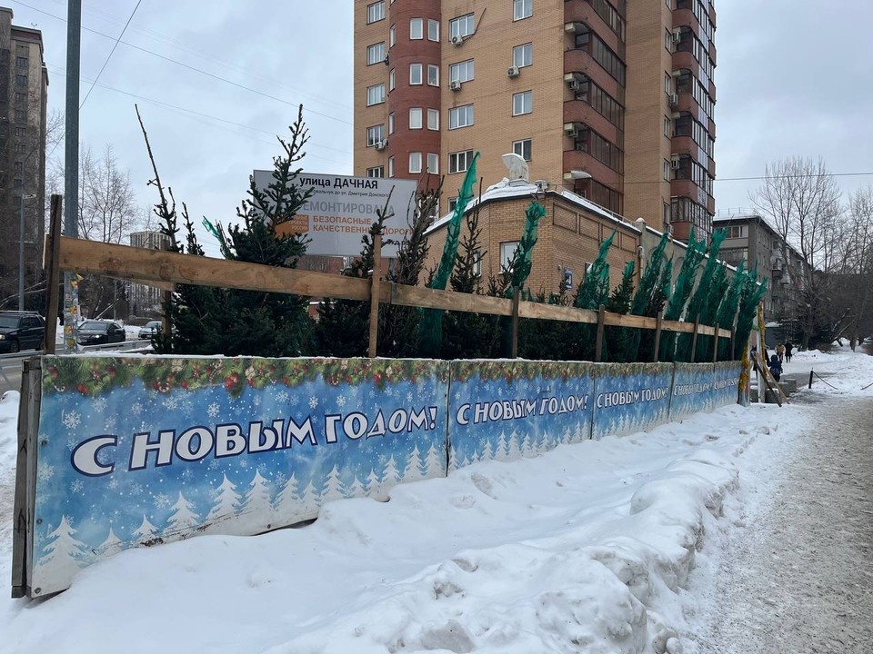    Елки окружает забор. Анастасия ТОЛСТОНОГОВА