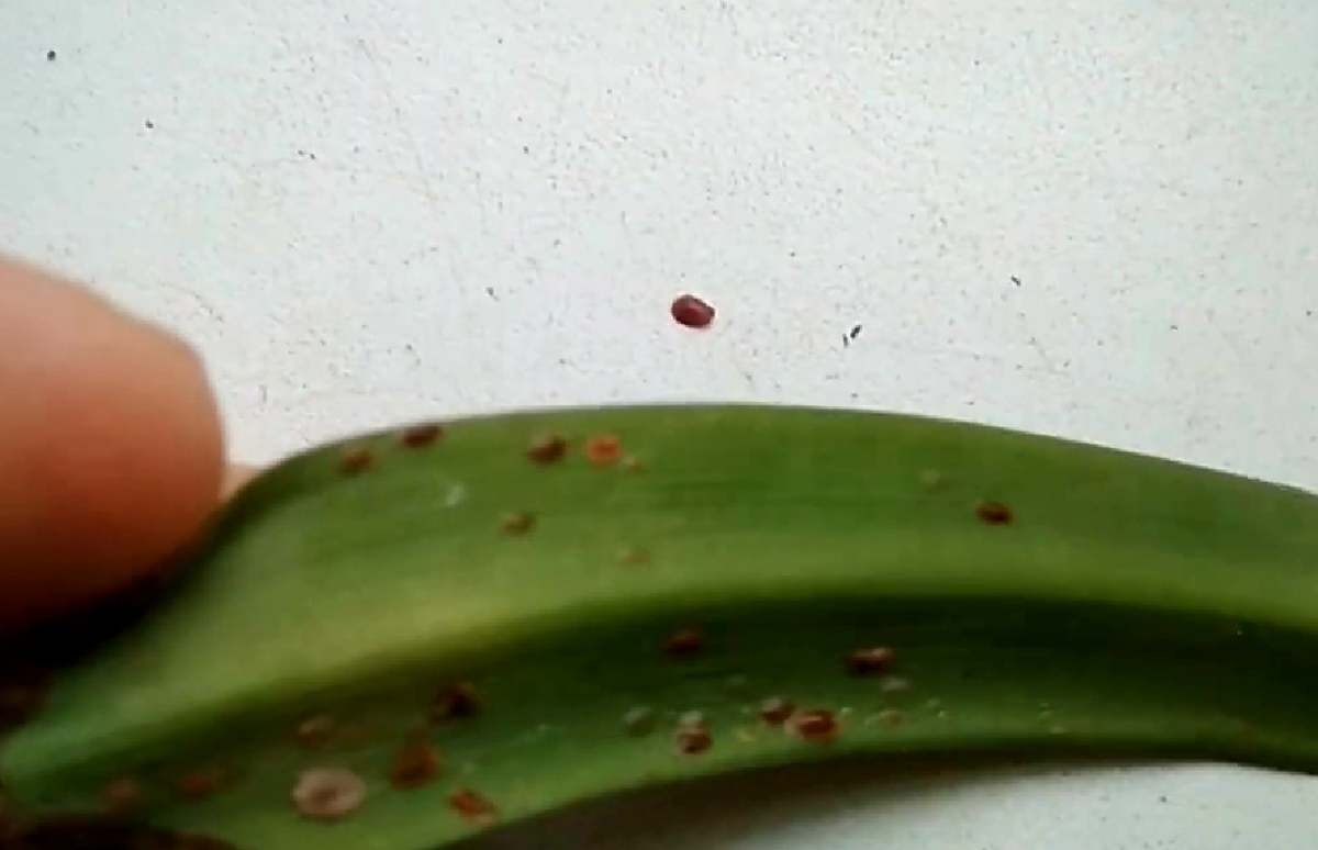 щитовка на гипеаструме