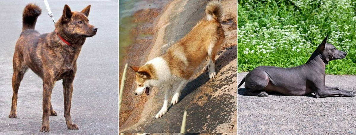    Кай-ину, норвежский лундехунд и ксолоитцкуинтли. Источник изображений: petstory.ru