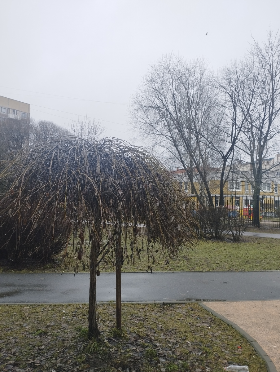 Пушистое растение словно бы с прической на голове :)