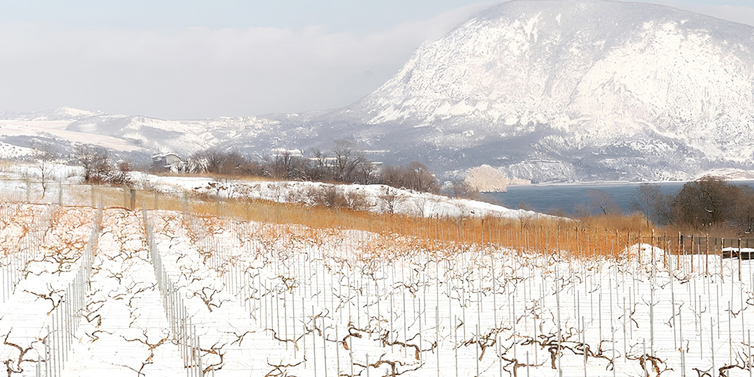 Зима на винограднике