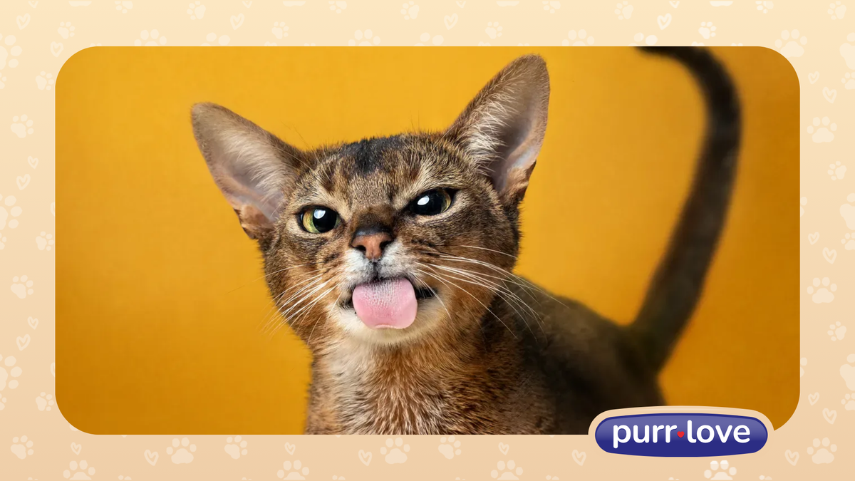 Абиссинская кошка