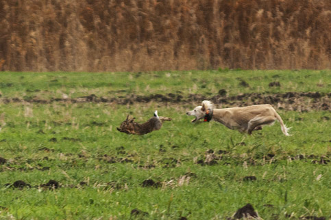 Сэхра Эль Арман Мирас