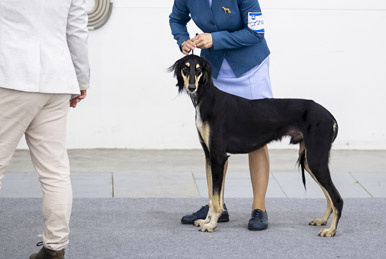 Сэхра Эль Мор Бахт