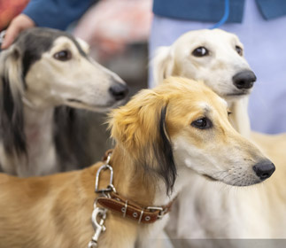 Сэхра Эль Шан, Мирасдар и Мерген Басир