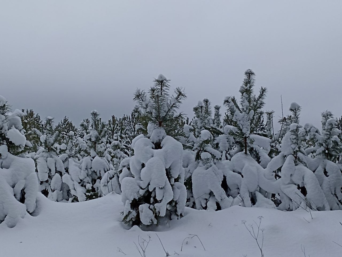 Фото автора статьи в день круговорота солнца 22 декабря.