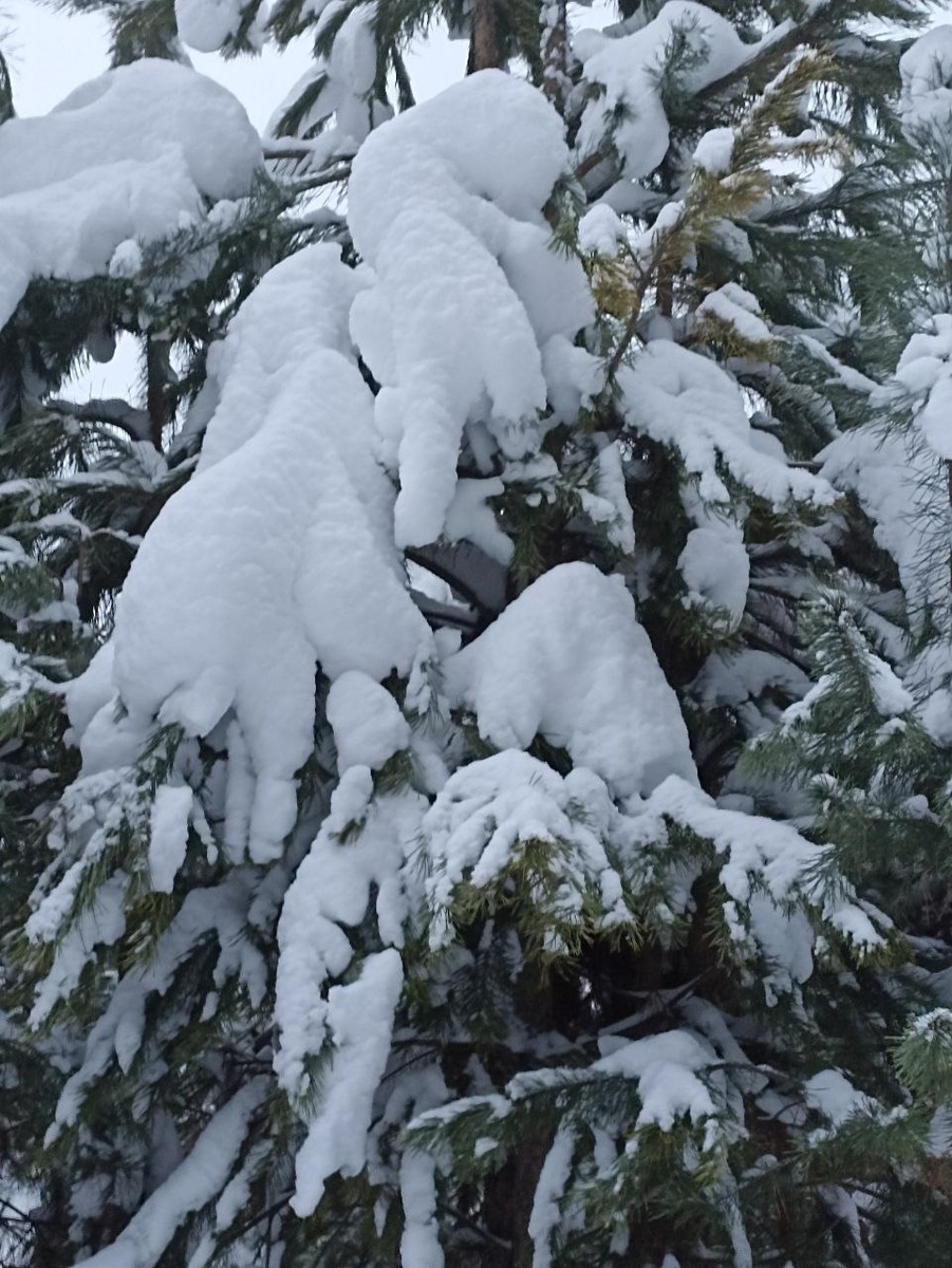 Фото автора статьи в день круговорота солнца 22 декабря.