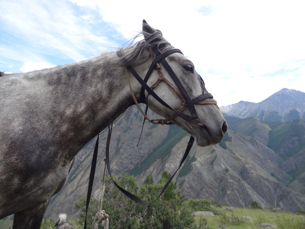 Лошадь во время полевой поездки сотрудников Сайлюгемского нацпарка. 