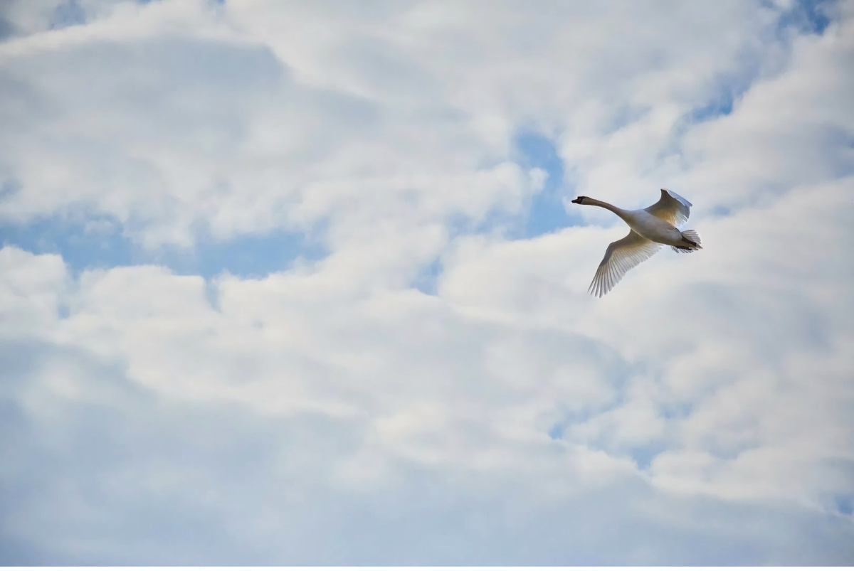 Изображение из открытых источников