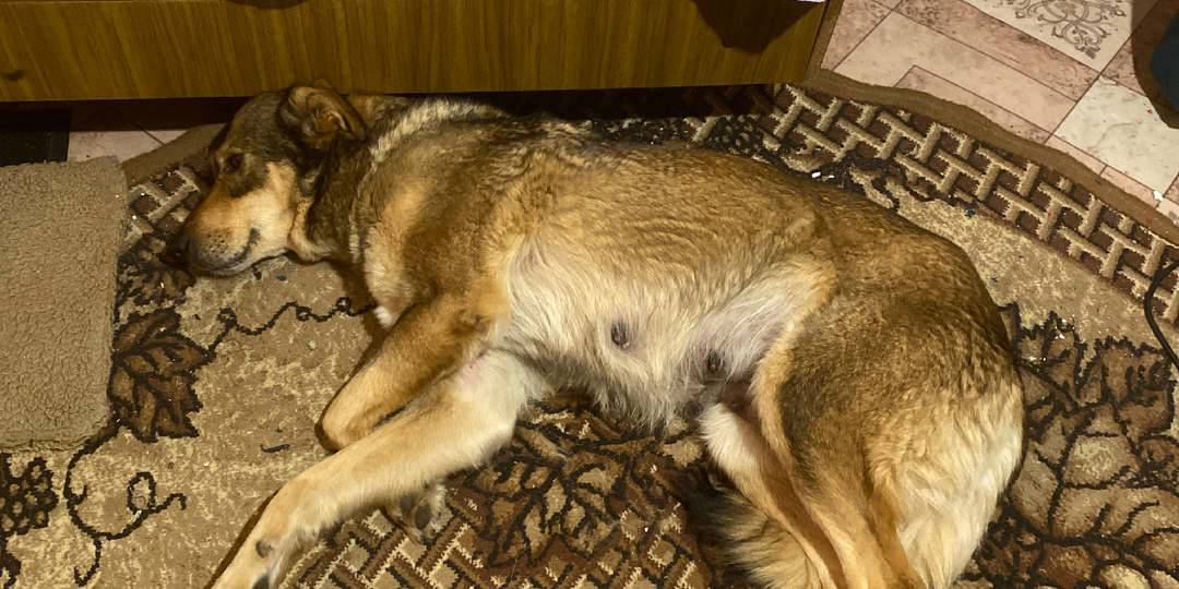 Пришлись не ко двору…