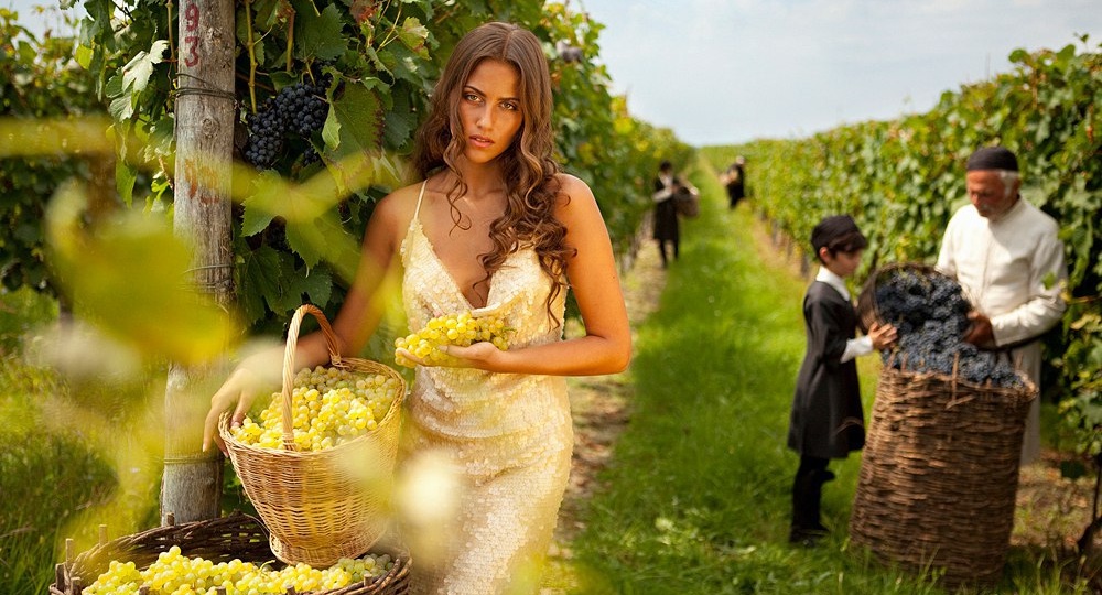 Чем отличается столовый виноград от технического?