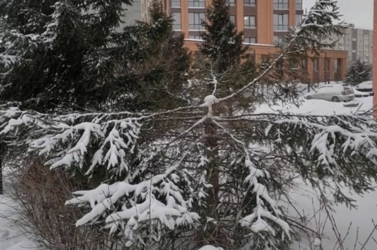    Неизвестные срубили молодые ели на аллее Друзей в Новосибирске