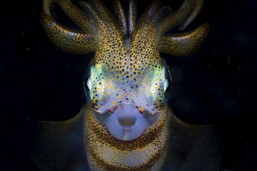 Изображение взято из свободных источников и принадлежит его автору.