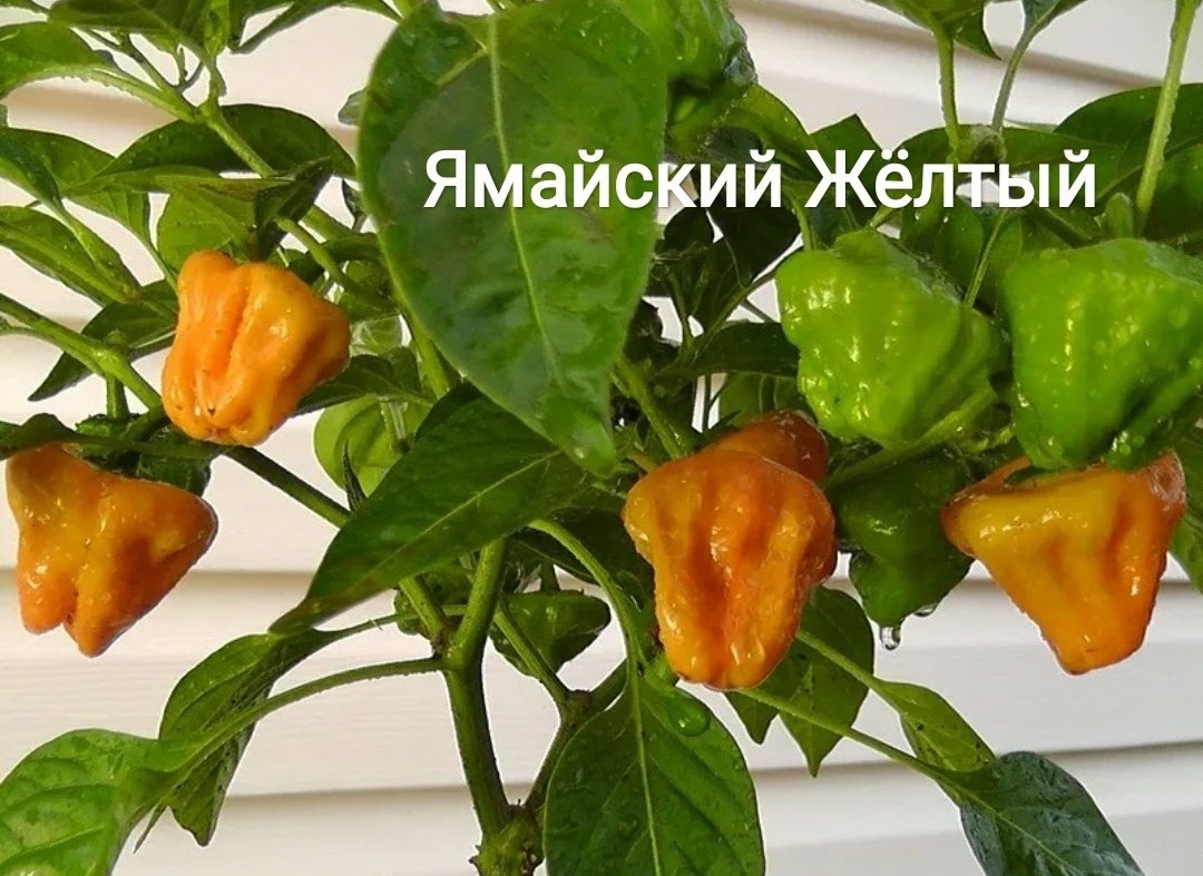 Посев семян острого перца Ямайский Жёлтый в середине сентября.