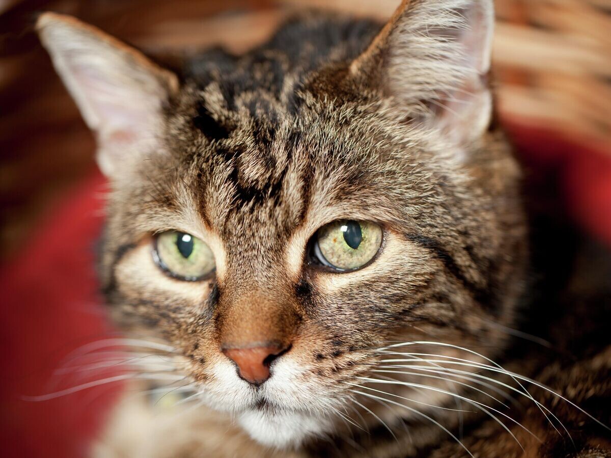    Старый кот | © Getty Images / 1001slide